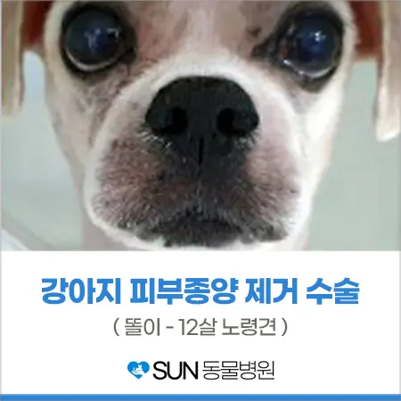 12살 노령견 똘이 피부종양 제거 수술