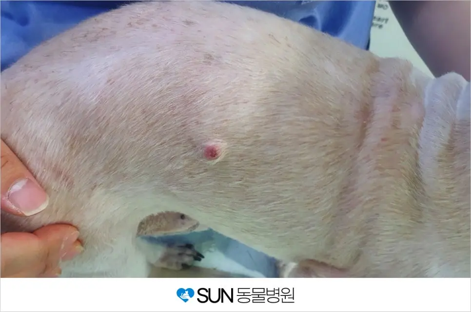 12살 노령견 똘이 피부종양 제거 수술