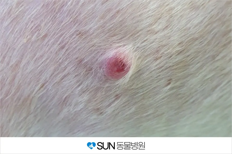 12살 노령견 똘이 피부종양 제거 수술