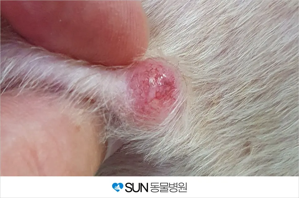 12살 노령견 똘이 피부종양 제거 수술