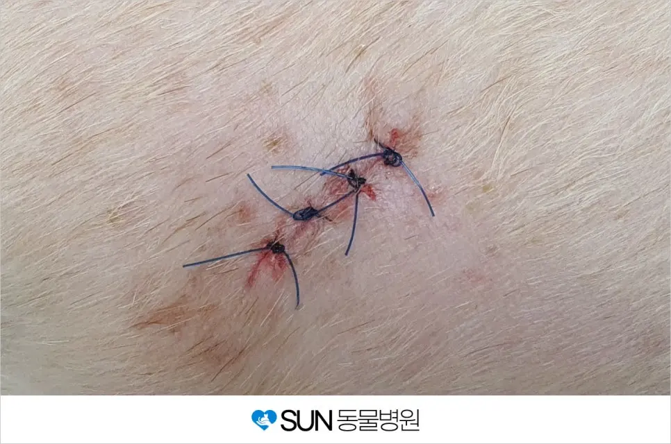 12살 노령견 똘이 피부종양 제거 수술