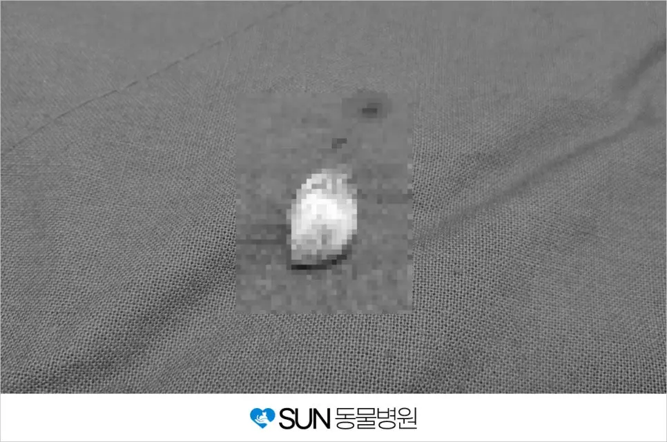 12살 노령견 똘이 피부종양 제거 수술