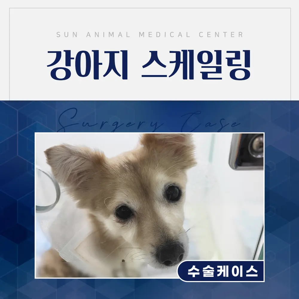 강아지 입냄새 제거 및 스케일링 후기 #세류역동물병원