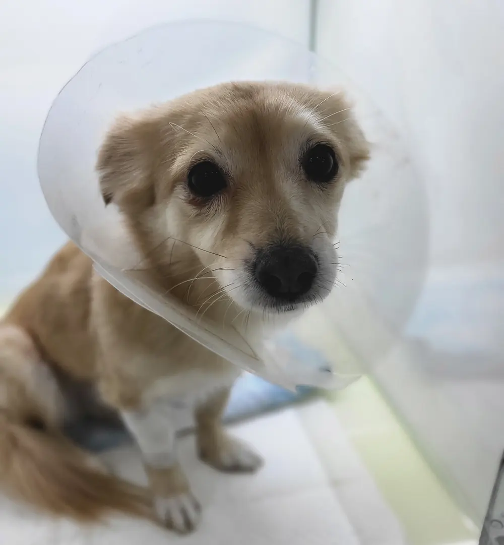 입원실에서 회복 중인 사랑이 모습