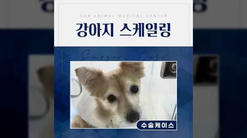 강아지 입냄새 제거 및 스케일링 후기 #세류역동물병원 영상