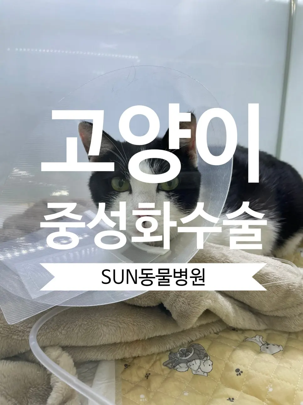 수원 세류동 동물병원 고양이 중성화수술 후기