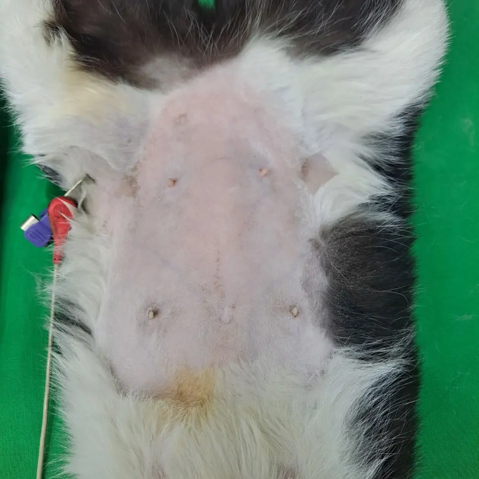 수원 세류동 동물병원 고양이 중성화수술 후기