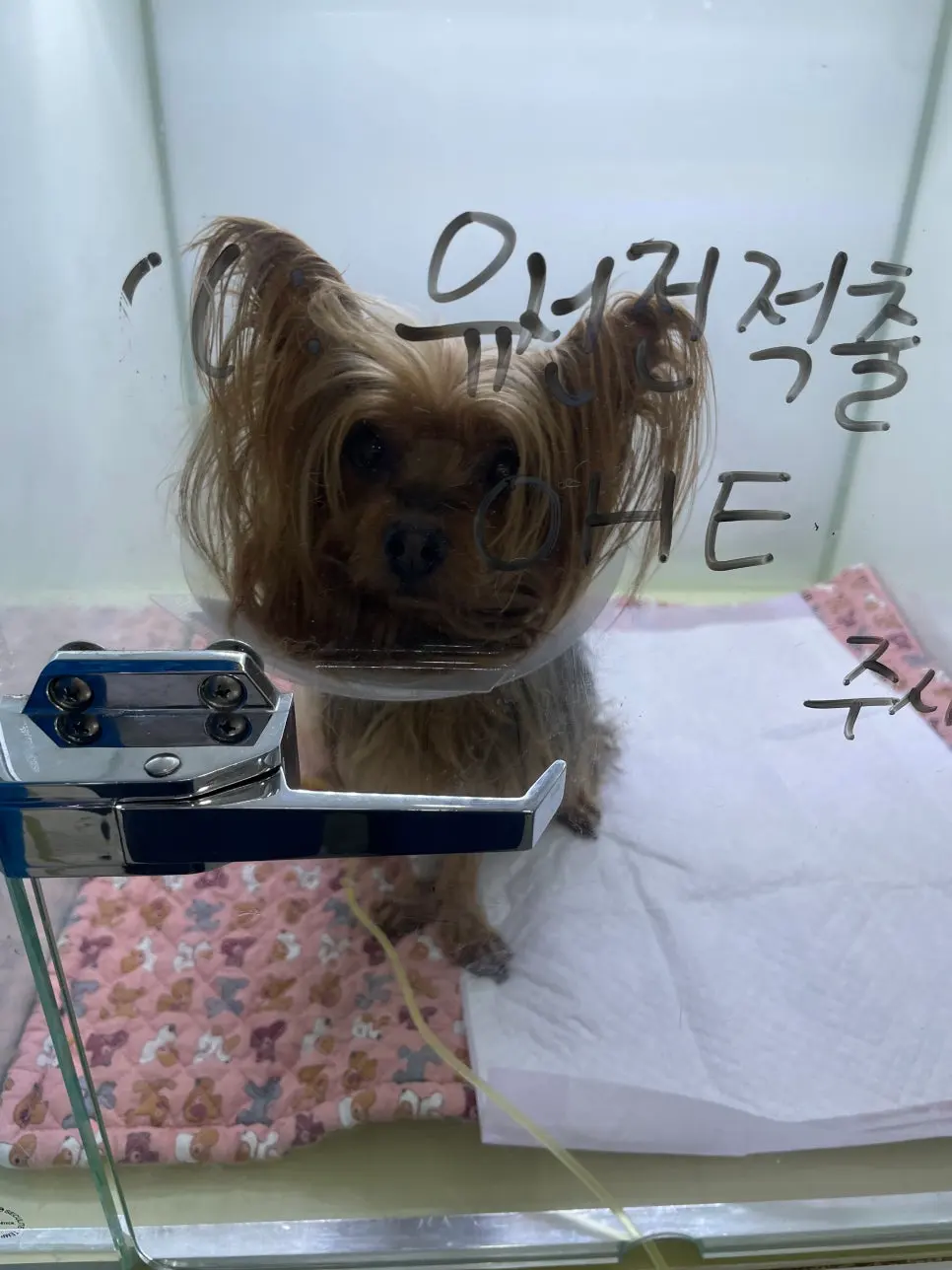 송탄 강아지 유선종양 작은 멍울도 놓치지 말아야 하는 이유