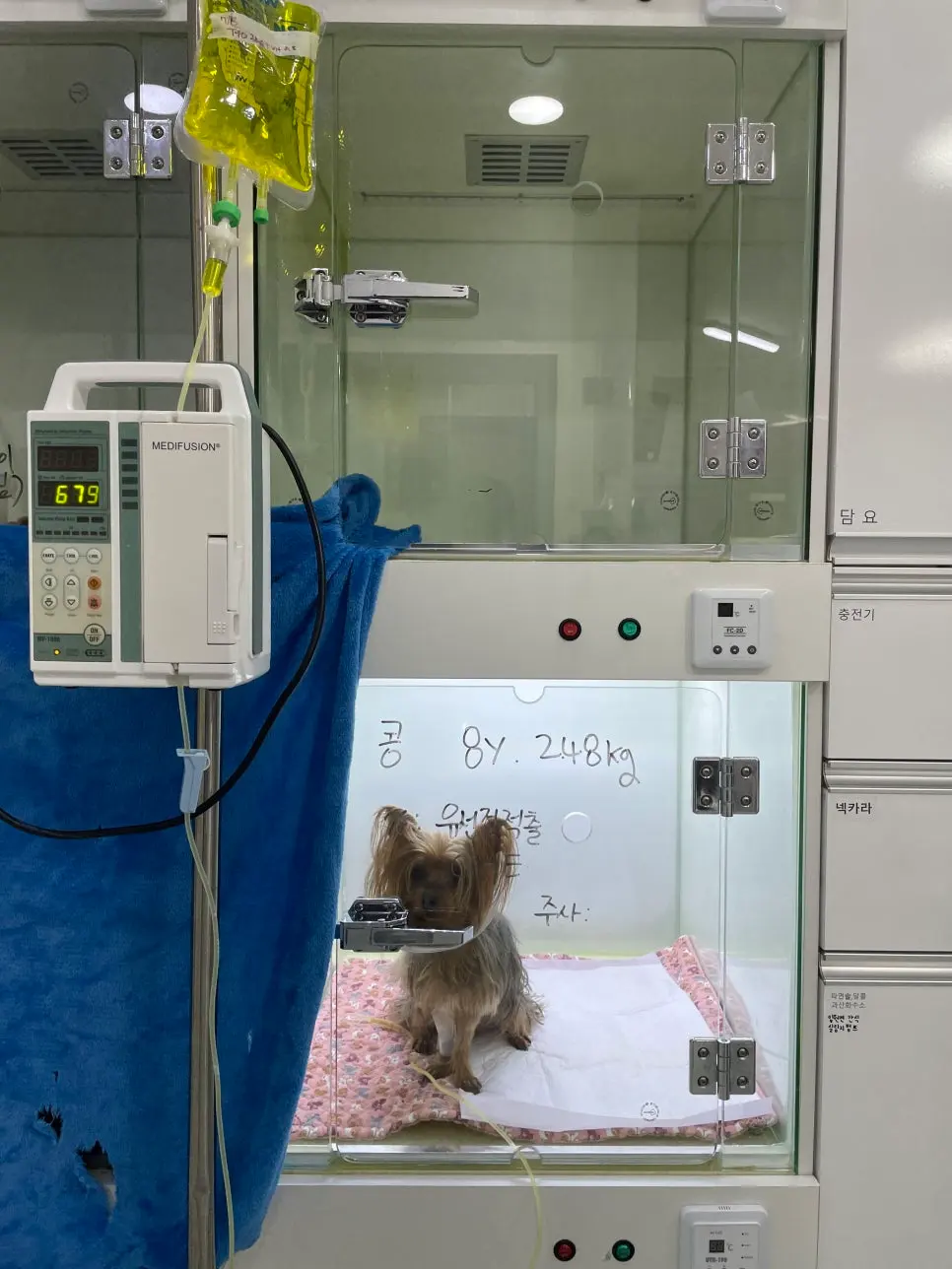 송탄 강아지 유선종양 작은 멍울도 놓치지 말아야 하는 이유