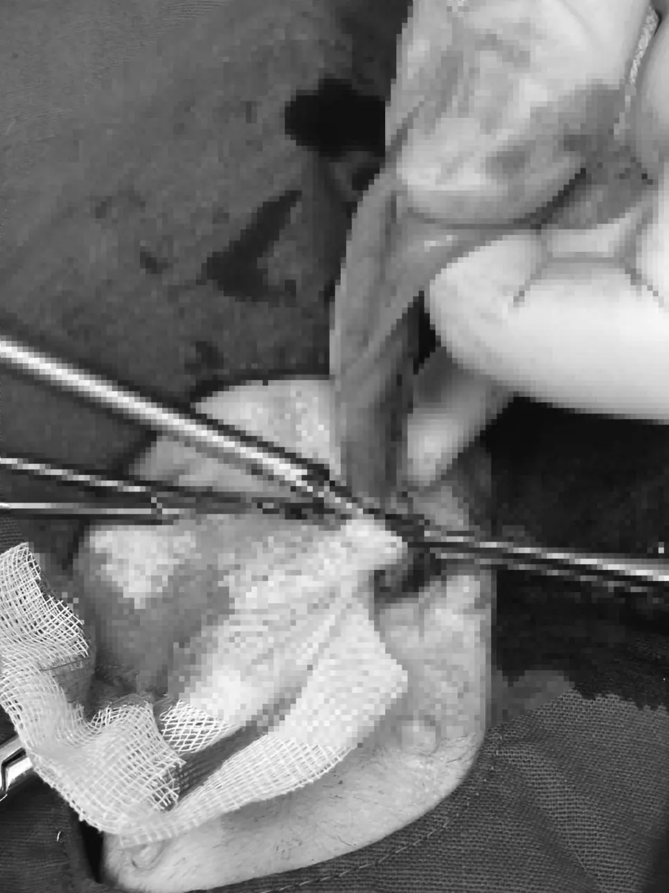 송탄 강아지 유선종양 작은 멍울도 놓치지 말아야 하는 이유