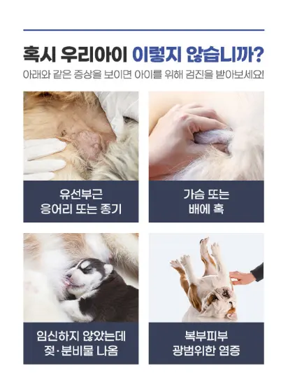 유선종양 전문 동물병원 : SUN을 사람들이 찾는 이유