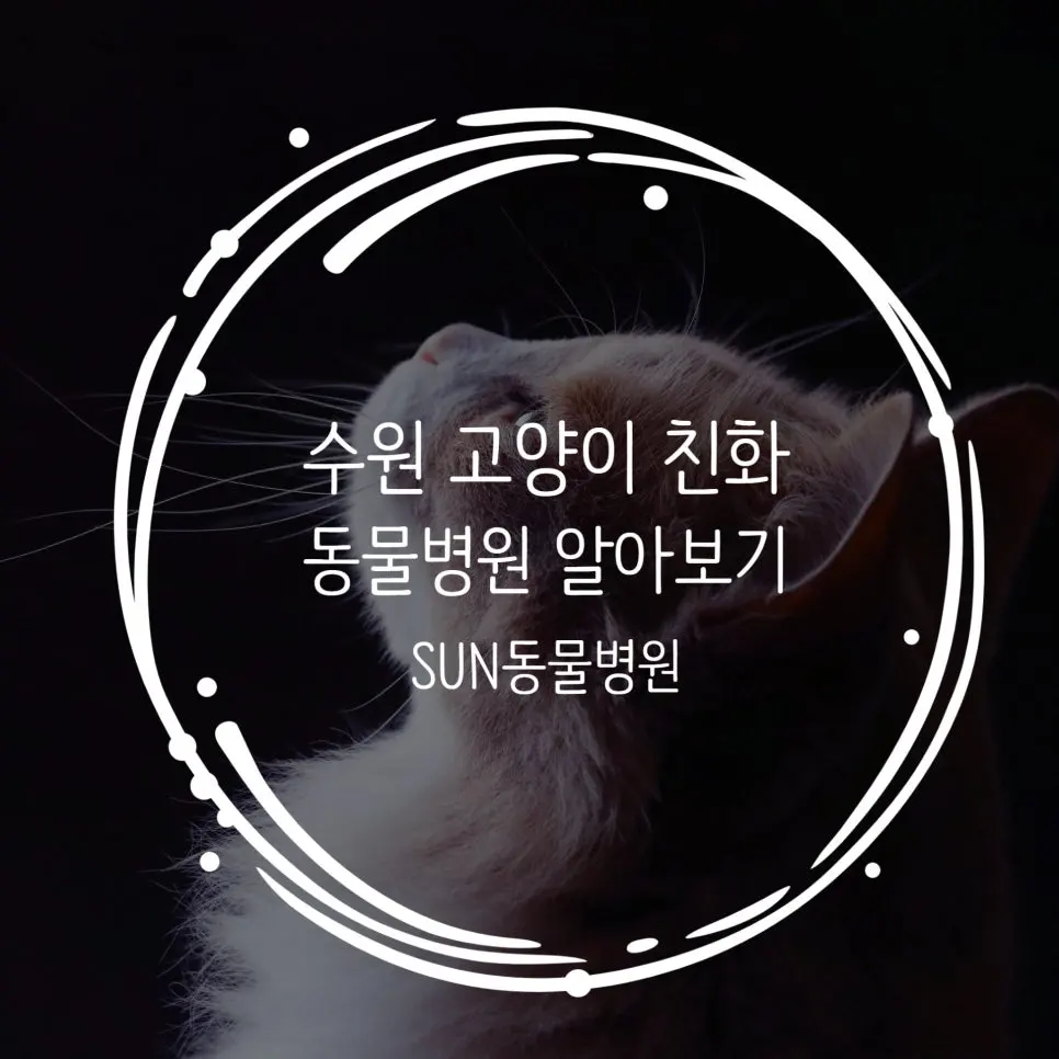 수원 고양이친화 동물병원 : SUN을 바라보라