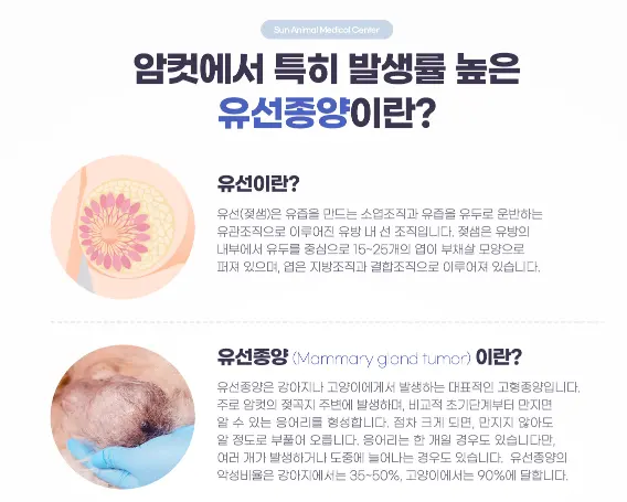 수원 고양이친화 동물병원 : SUN을 바라보라