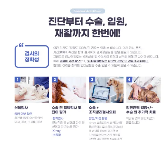 수원 고양이친화 동물병원 : SUN을 바라보라