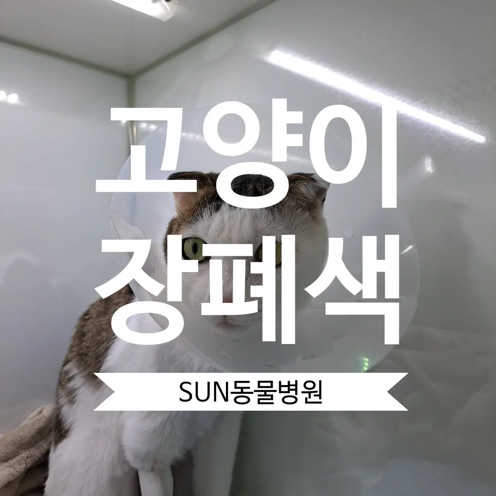 수원 고양이동물병원 고양이 장폐색 수술