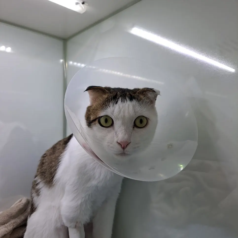 수원 고양이동물병원 고양이 장폐색 수술