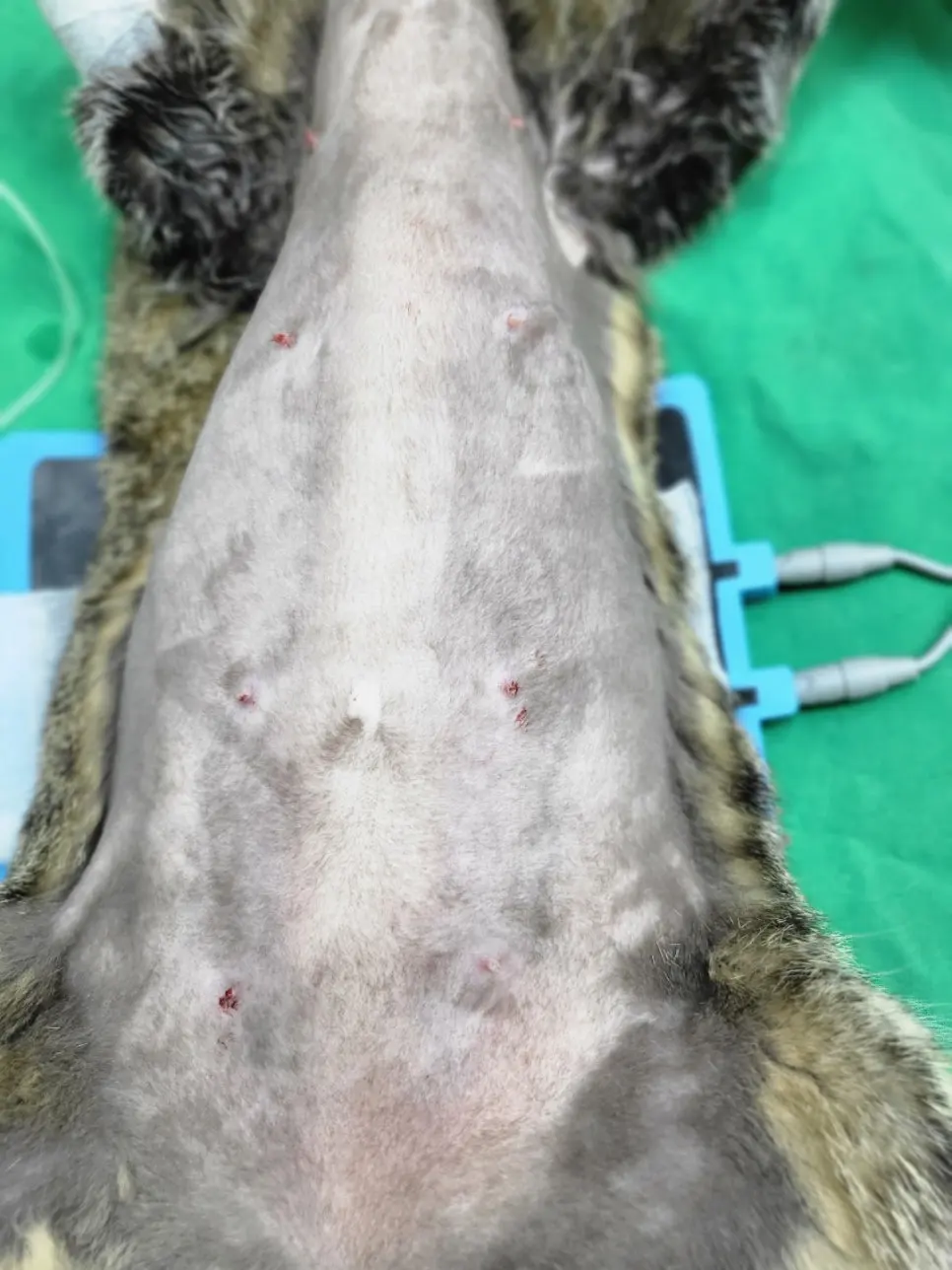고양이 유선종양 병원 [수원 SUN동물병원]