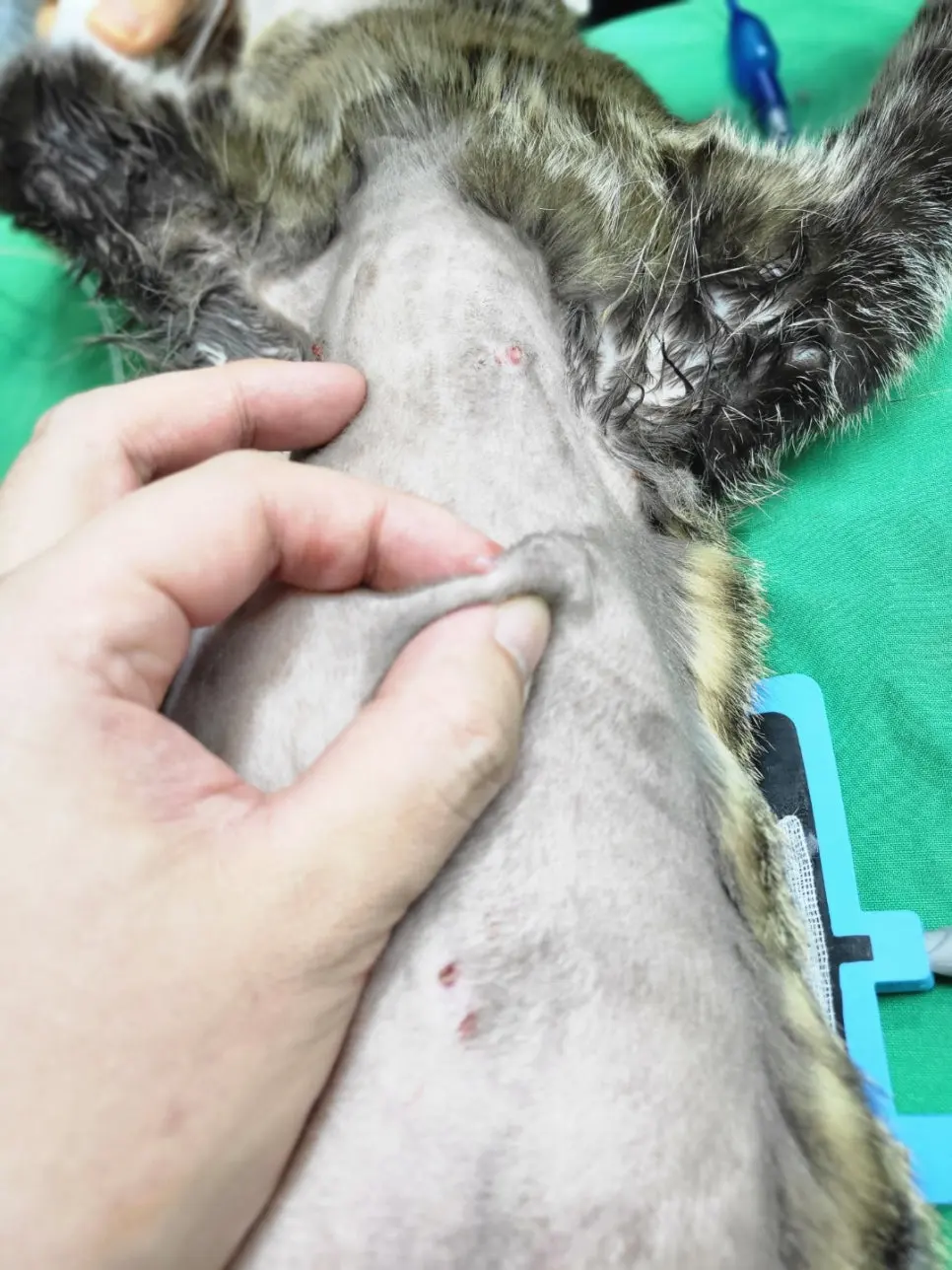 고양이 유선종양 병원 [수원 SUN동물병원]