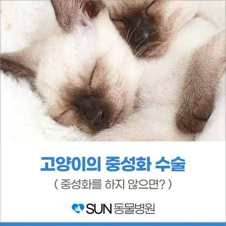 수원고양이중성화 출혈 없이 안전하게