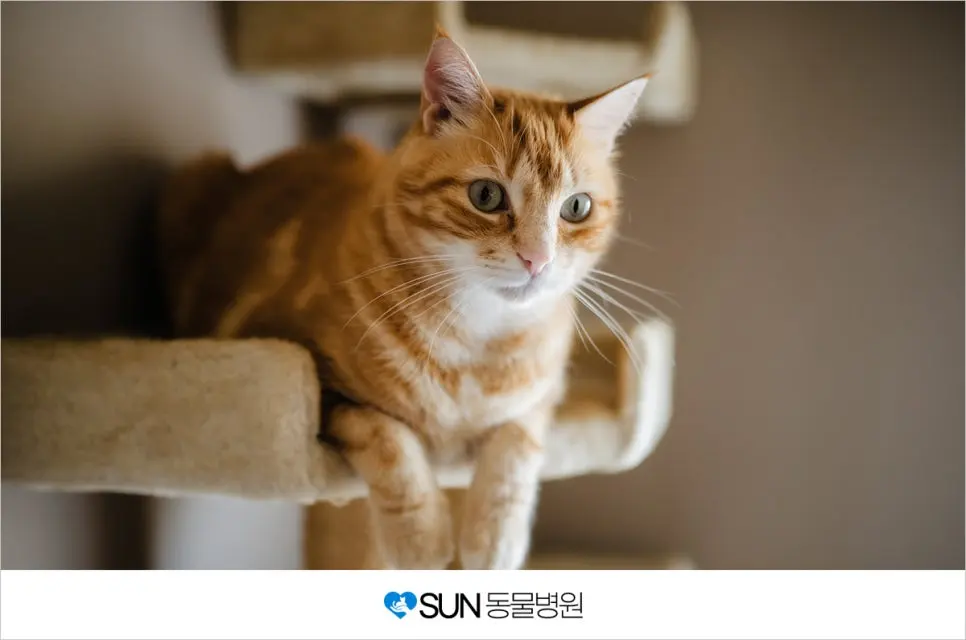 그냥 가지 말라냥~.jpg