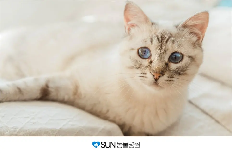 수원고양이중성화 썬동물병원