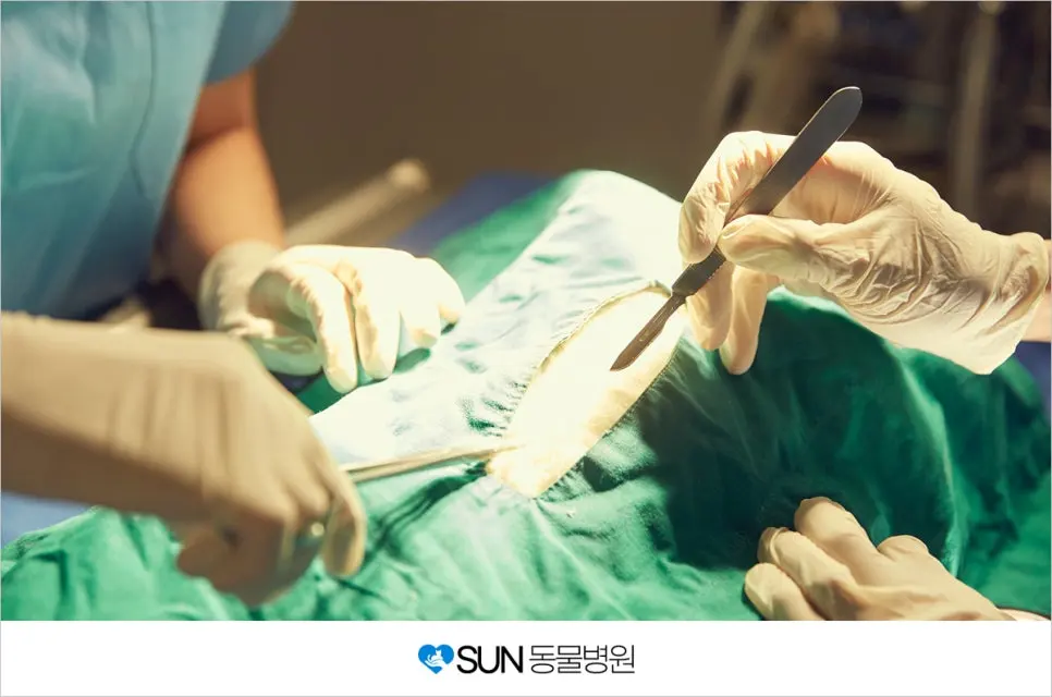 수원고양이중성화 썬동물병원