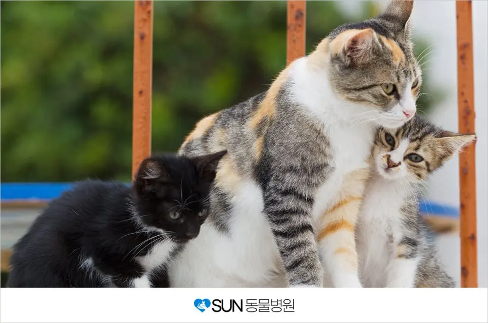 수원고양이중성화 썬동물병원