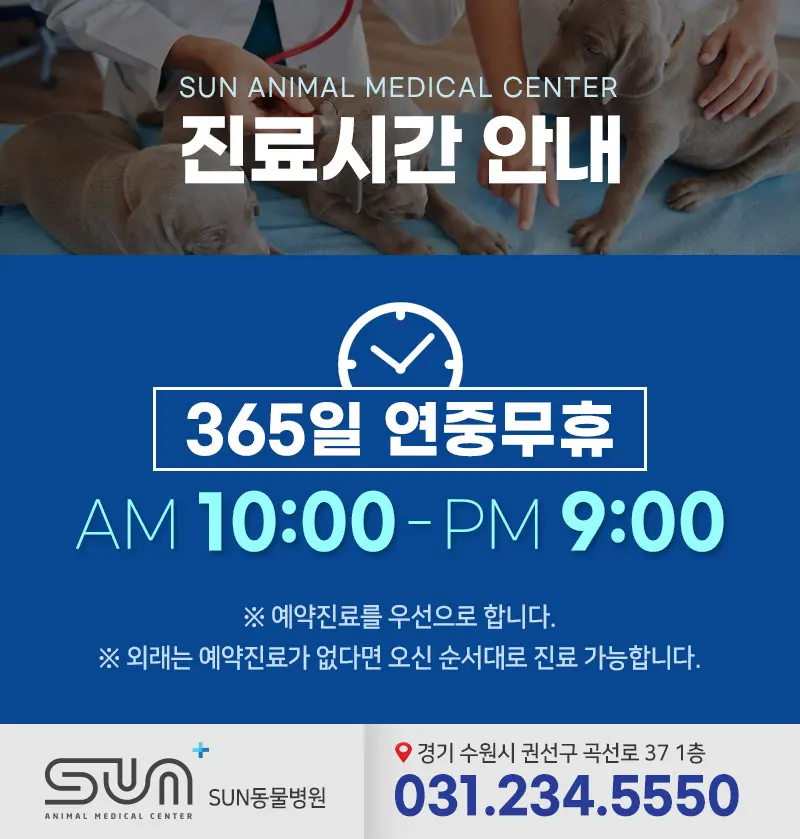 수원동물병원 10개월 고양이 보리 여자 중성화