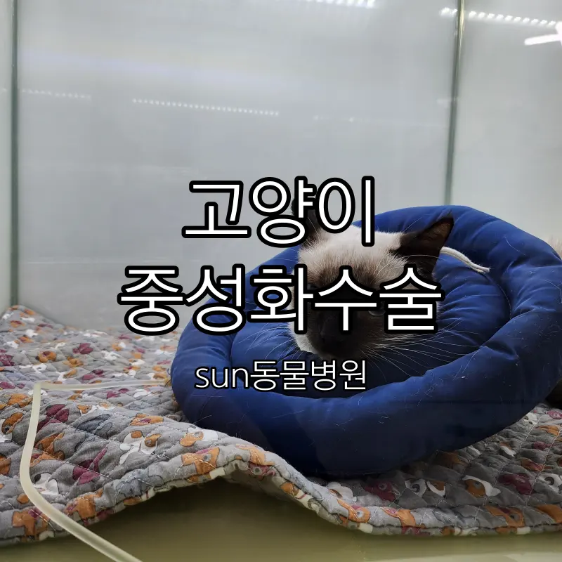 수원동물병원 10개월 고양이 보리 여자 중성화