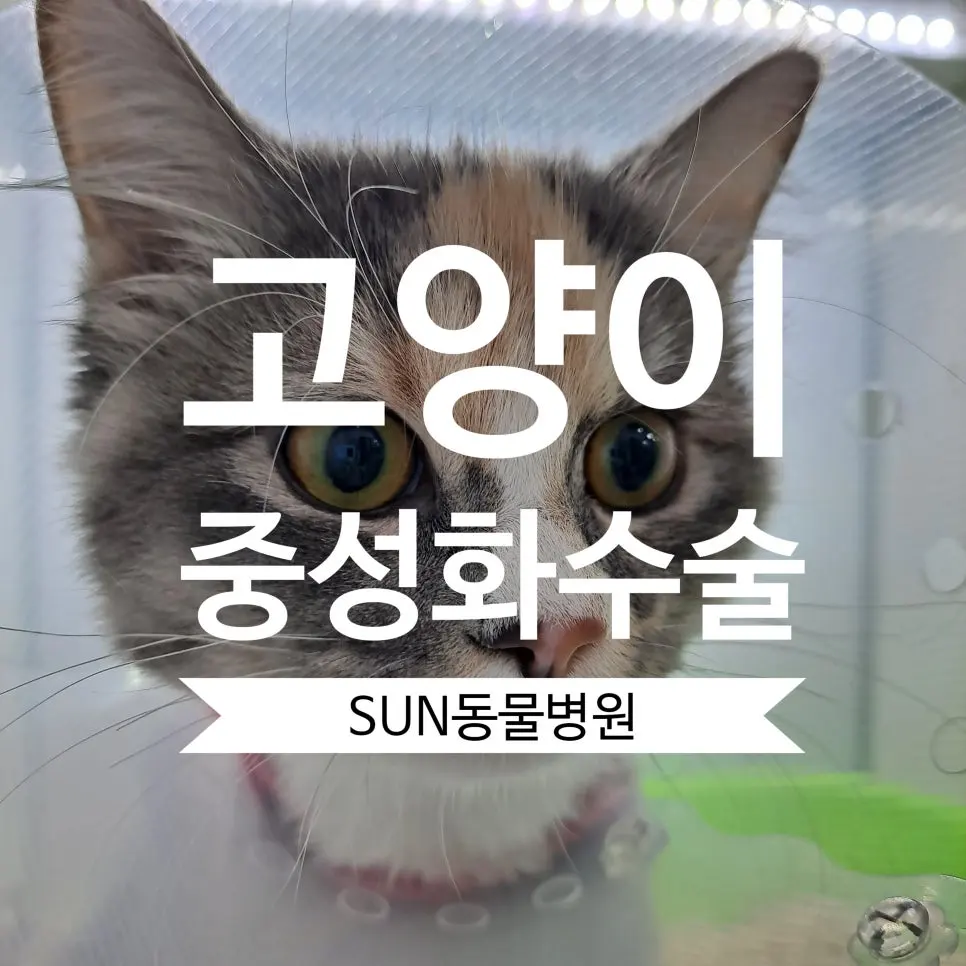 수원동물병원 고양이 중성화수술