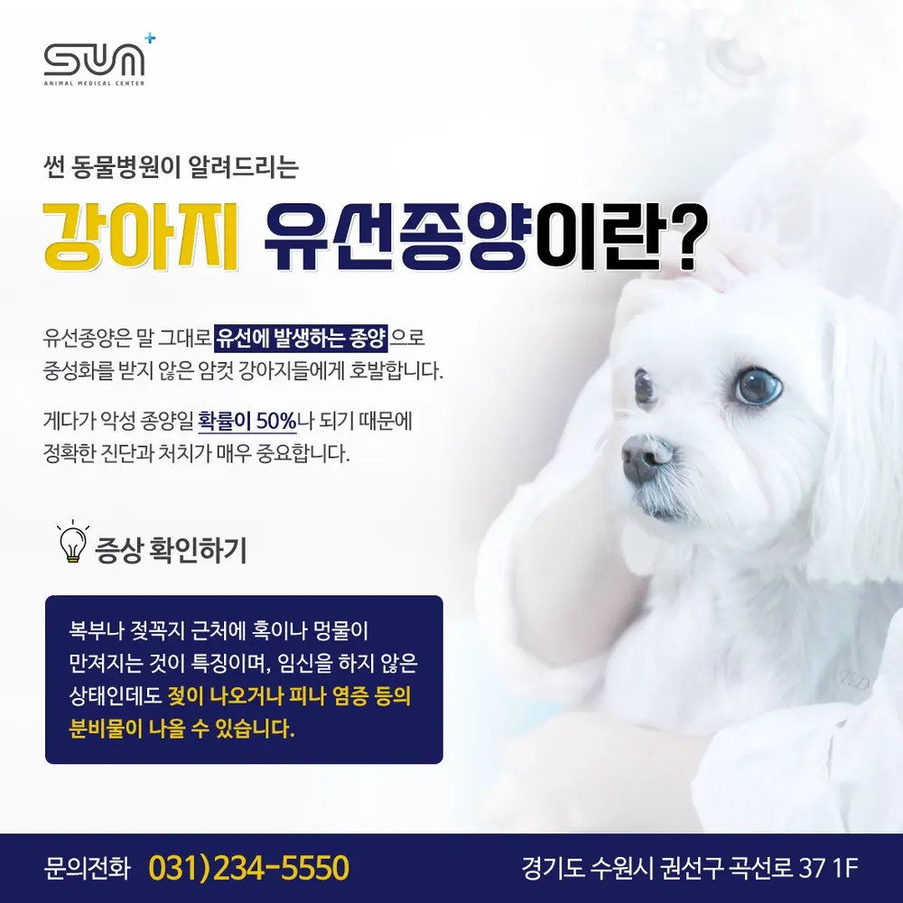 수원동물병원, 강아지 배에서 만져지는 볼록한 혹!
