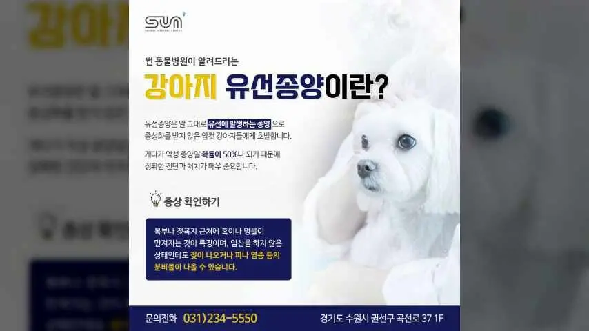 수원동물병원, 강아지 배에서 만져지는 볼록한 혹! 영상
