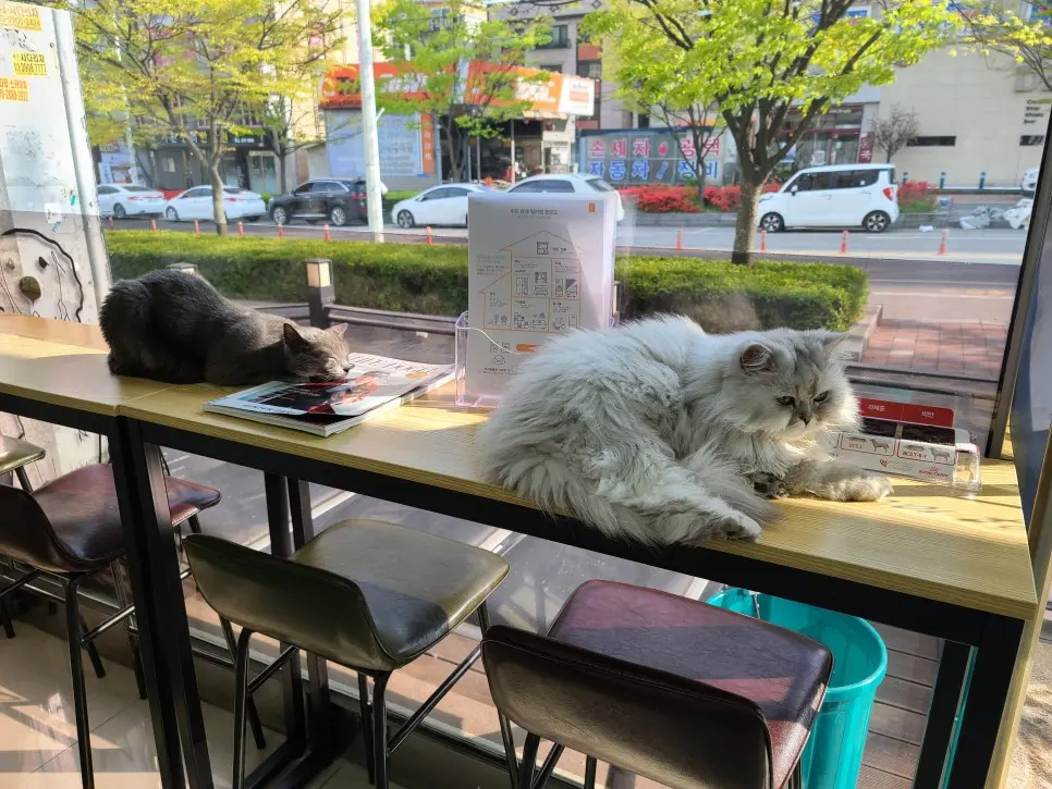 대기실에서 일광욕 중인 봉지와 봉봉이♥