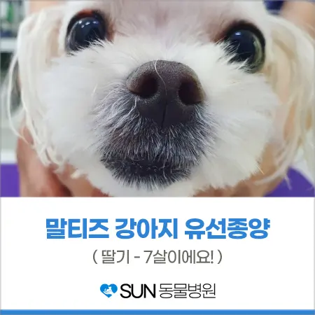수원 강아지유선종양