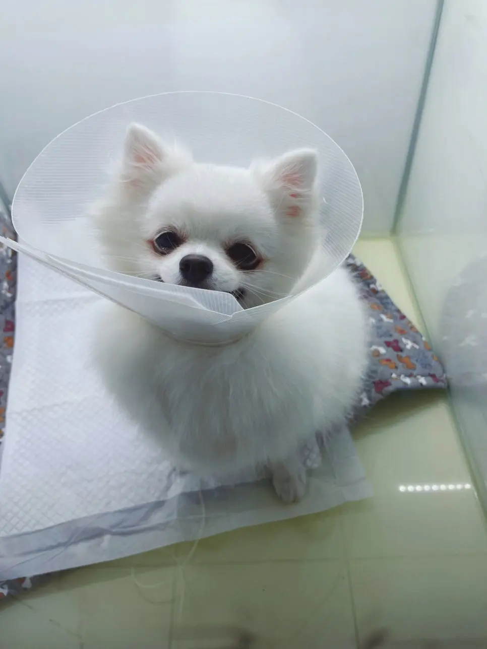 수원 강아지 유선종양 수술 잘하는 곳