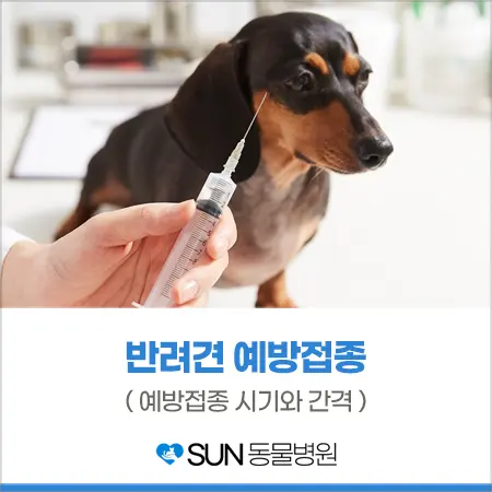 수원동물병원 강아지 예방접종