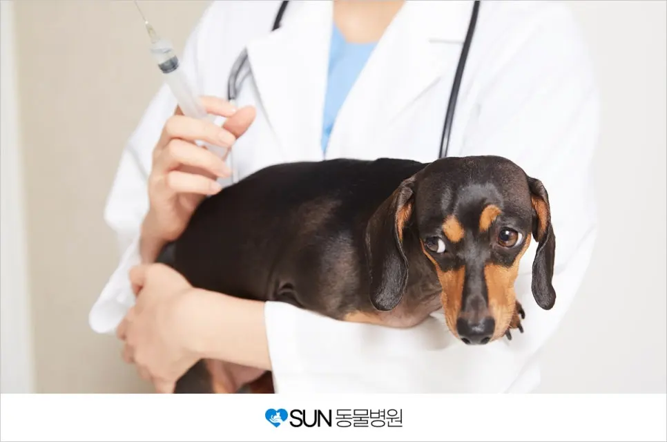 수원동물병원 강아지 예방접종 썬동물병원
