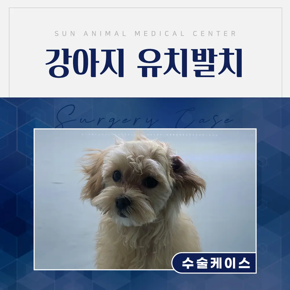 수원강아지유치발치 6개월 말티푸 구름이 발치 및 스케일링 치료