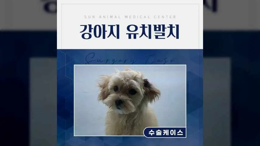 수원강아지유치발치 6개월 말티푸 구름이 발치 및 스케일링 치료 영상