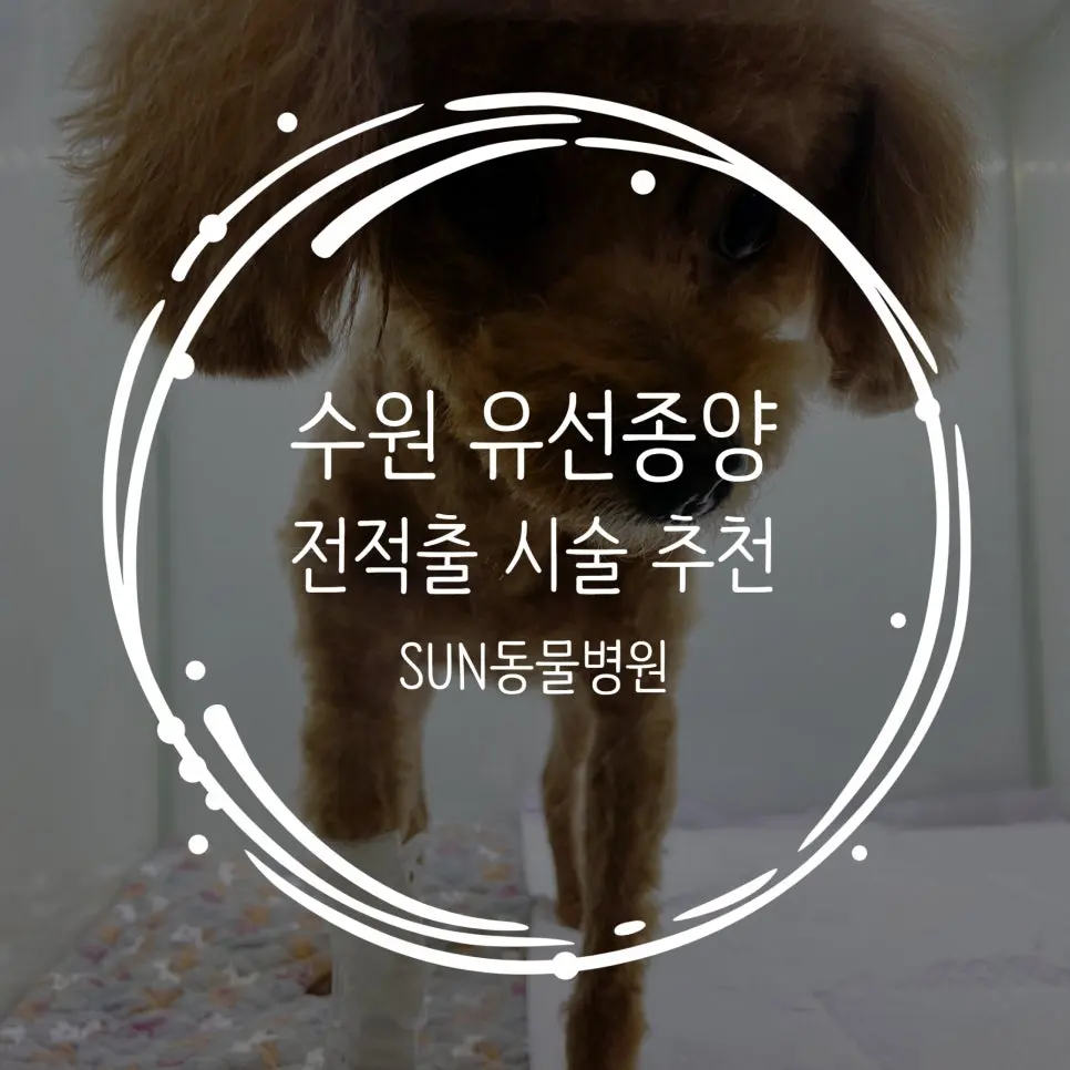 수원 유선종양 전적출, 반려견을 위한 중요한 선택