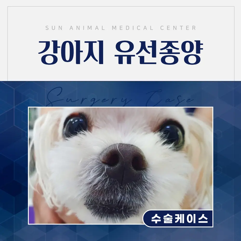 출혈 없는 안전한 강아지유선종양수술! 수원sun동물병원이라면?