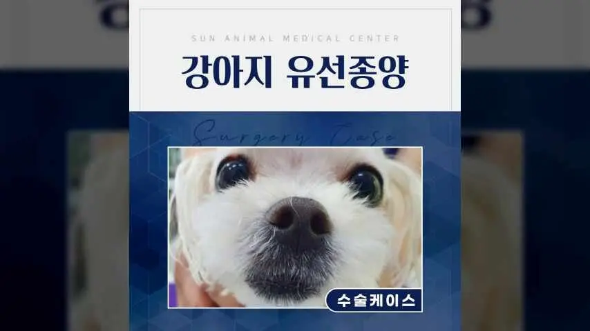 출혈 없는 안전한 강아지유선종양수술! 수원sun동물병원이라면? 영상