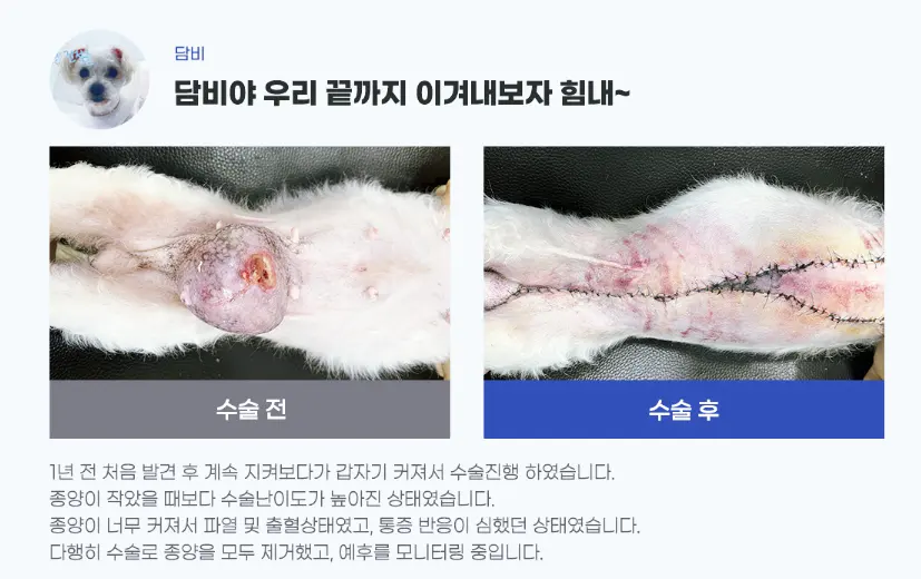 수원 노령견 동물병원 : 견주들이 왜 많이 찾을까?