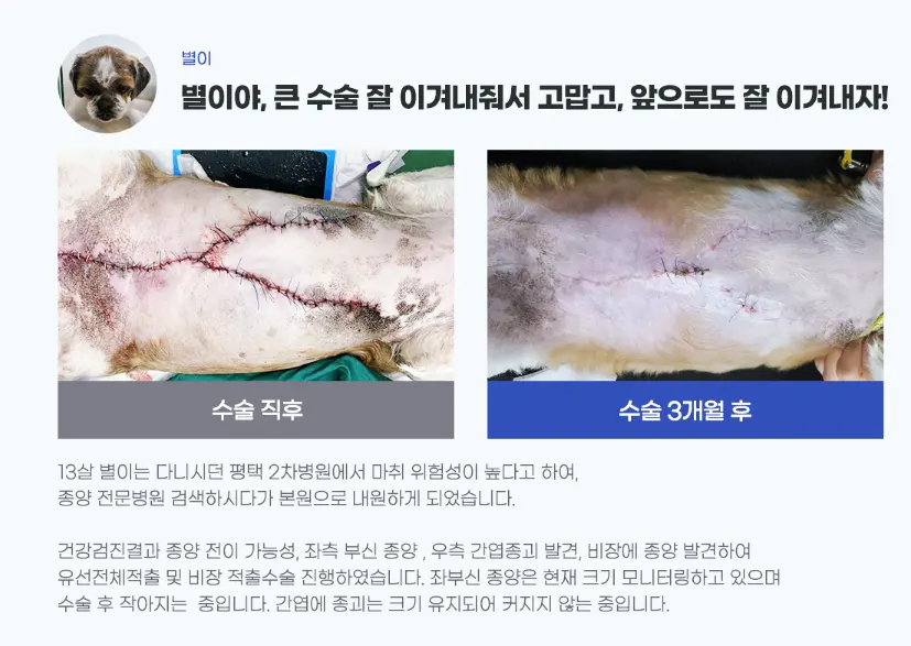 수원 노령견 동물병원 : 견주들이 왜 많이 찾을까?