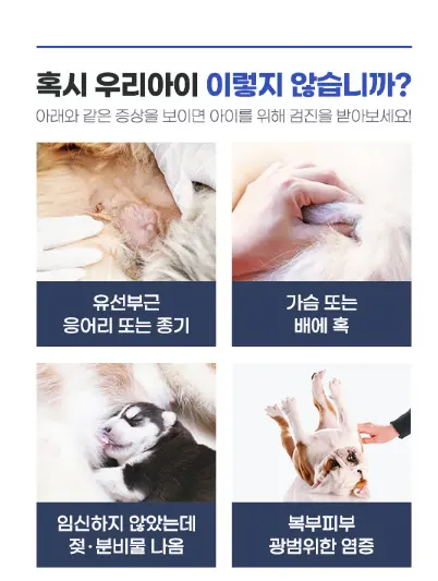 수원 노령견 동물병원 : 견주들이 왜 많이 찾을까?
