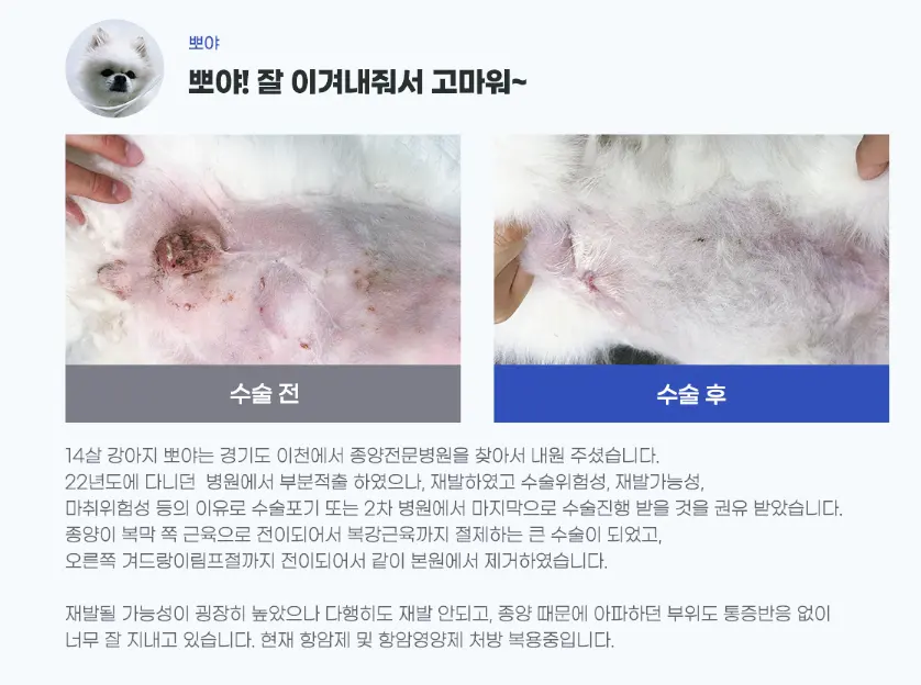 수원 노령견 동물병원 : 견주들이 왜 많이 찾을까?