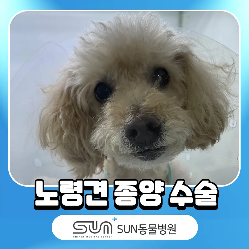수원노령견수술 비장종양 적출수술 과정 및 예후