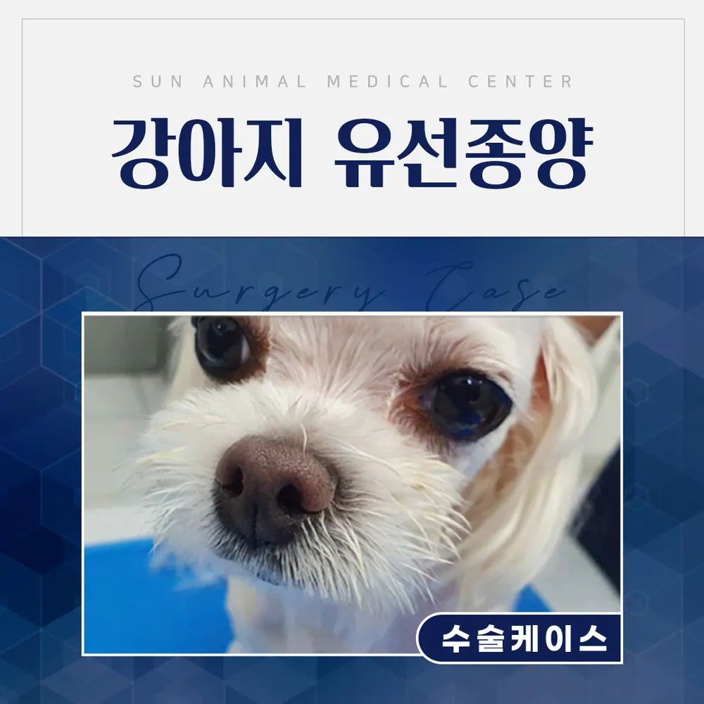 수원역동물병원, 9살 샛별이 유선종양 수술 이야기