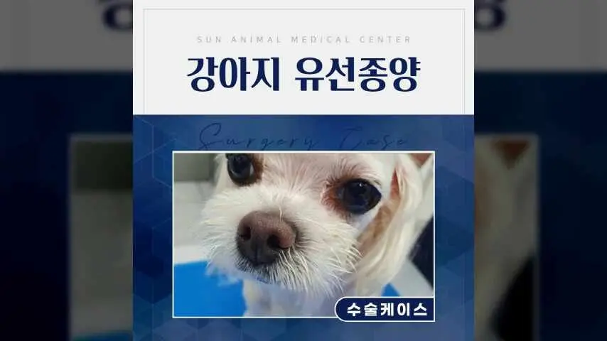 수원역동물병원, 9살 샛별이 유선종양 수술 이야기 영상