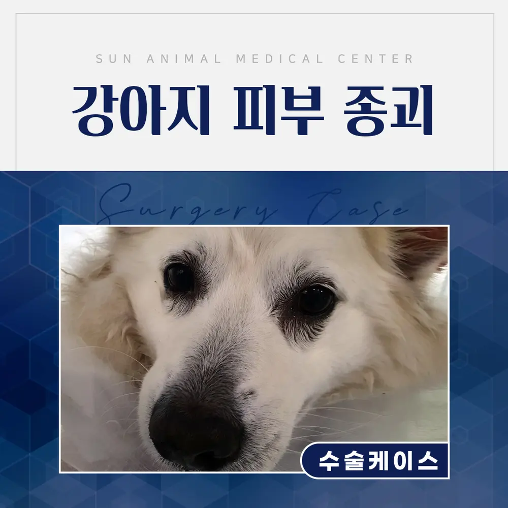 수원주말진료동물병원, 7살 강아지 피부 종괴 수술